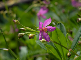 Close up of a pink flower, Talinum paniculatum Gaertn. Close-up shot on green blurred background.