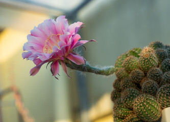 pink cactus flowers are blooming. cactus echinopsis hybrid Angel. close-up. side view.