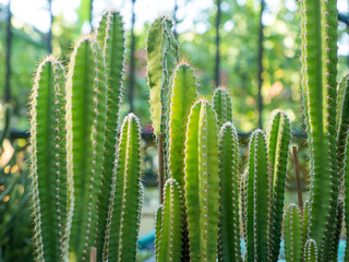 close-up of cactus. cactus with spiky thorns, vibrant colors, yellows, oranges, browns, greens, close up shot to show the details, blur background.