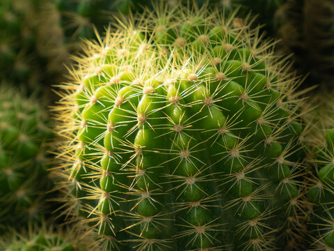 close-up of cactus. cactus with spiky thorns, vibrant colors, yellows, oranges, browns, greens, close up shot to show the details, blur background.