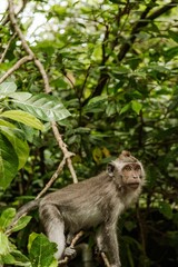 Macaque Monkey in a tree, Bali