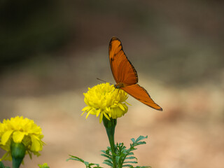 butterfly on flowers.  orange butterflies on yellow flowers, strange, beautiful wings, close-up shot with a blurred background. © c 1959