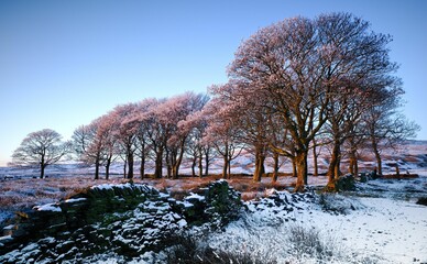 Snow on a hillside with trees with pink hues, with sky in background
