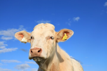 Cattle; closeup of Charolais breed bullock against backdrop of blue sky