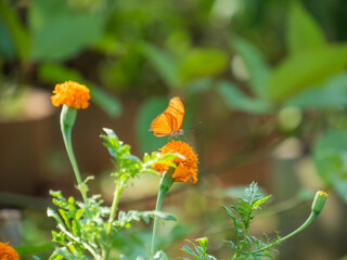 butterfly on flowers.  orange butterflies on flowers, strange, beautiful wings, close-up shot with a blurred background. © c 1959