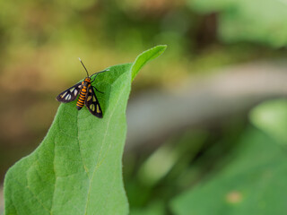 insects on the leaves in the garden. beautiful pattern on insect wings, close-up.