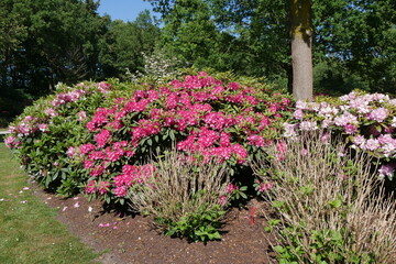 Blühende Parkanlage Rhododendrongarten Bremen