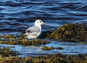 Gull wading in the water