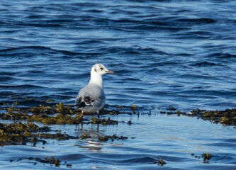 Gull wading in the water