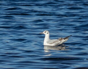 Gull swimming in the water