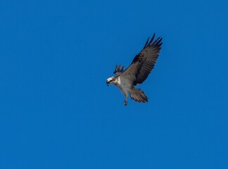 Osprey flying in the blue sky