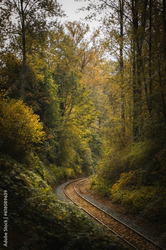 Poster scenic railway track passing through a lush forest with trees covered in autumn foliage