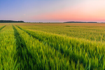 Green field of young barley and sky in sunset colors