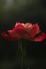 Closeup of a pink poppy growing in the garden