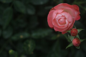 Closeup of a pink rose growing in the garden