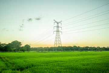 High voltage power line and paddy rice field at sunset