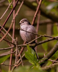 Closeup of a long-tailed tit perched on a tree branch in the forest