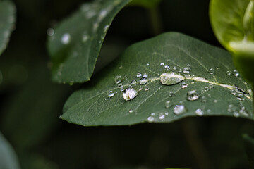 Raindrop on a Leaf