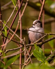 Closeup of a long-tailed tit perched on a tree branch in the forest