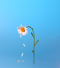 white petals fall from chamomile on a blue background