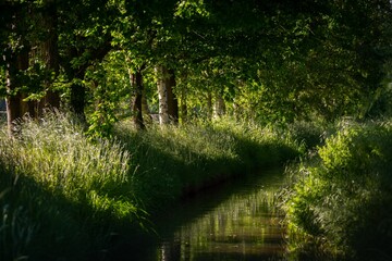 a stream yieldes beside some trees on a forest trail