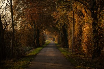 Naklejka premium Beautiful autumn scene of a winding path through a vibrant park