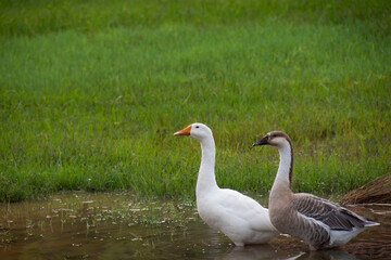 a pair of swans wondering in grassland