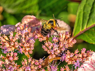 Western honey bee in garden