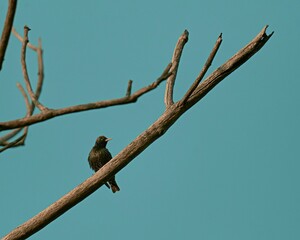 a Common starling bird sits on top of a tree branch,
