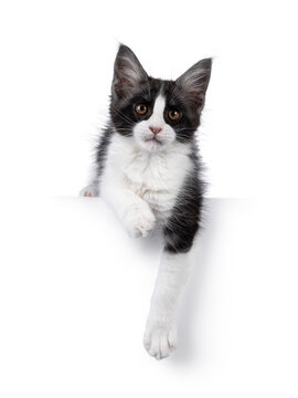Cute expressive black and white Maine Coon cat kitten, laying down with front paws hanging relaxed from edge. Looking beside camera. Isolated on a white background.