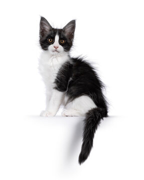 Cute expressive black and white Maine Coon cat kitten, sitting facing front on edge. Looking straight to camera. Isolated on a white background.