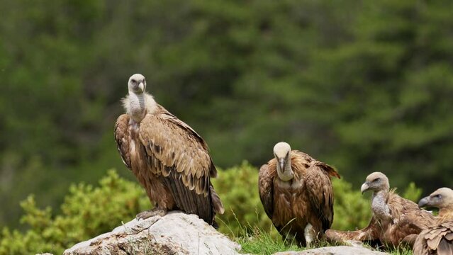 Gathering of vultures in search of food in the Pyrenees Mountains in Spain