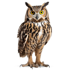 Obraz premium Owl on transparent png background
