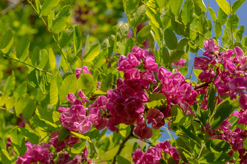 Pięknie kwitnące na purpurowo kwiaty robini . © Grzegorz