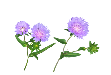 ストケシア　6月撮影