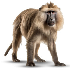 Baboon on transparent png background