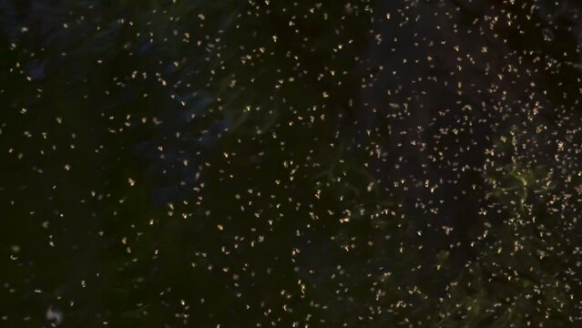 Swarm of Midges Over Dark Water. A large number of flying insects against the background of a dark surface of calmly flowing water
