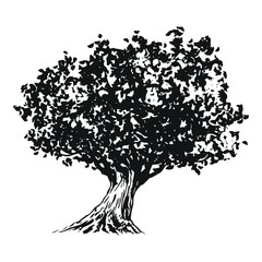 olive tree - black and white drawing illustration