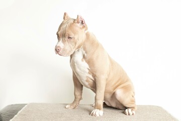 Studio portrait of an american bully dog breed on a white background