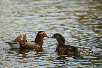 Two ducks swimming in the lake