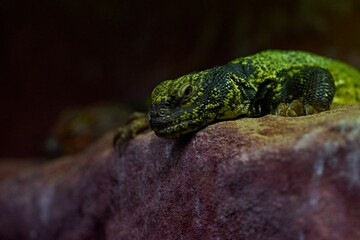 Closeup of a lizard resting on a stone