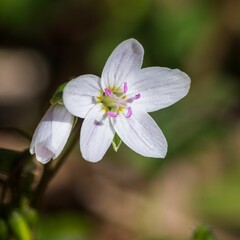 Closeup of a beautiful wildflower growing in a garden landscape