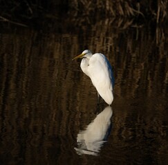 White egret perched at a shallow body of water, searching for food