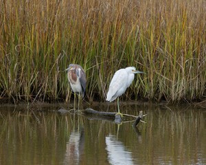 Egrets perched on a branch near a body of water