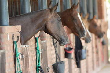 Horse riding and equipment for horses in argentina