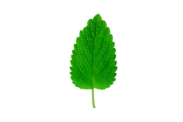 Green mint leaf isolated on white background.