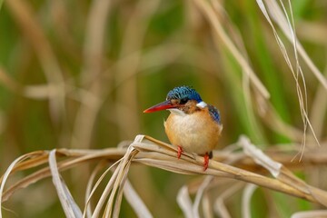 a little bird that is perched on a piece of reed