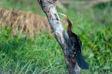 A African darter on a tree