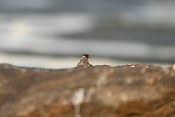 the small bird is perched on the top of the rock