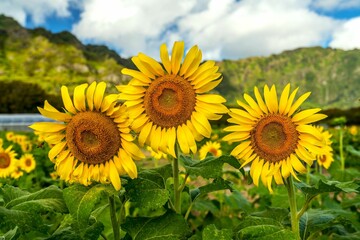 Vibrant field of sunflowers basking in the sun, with a few large blooms in the foreground